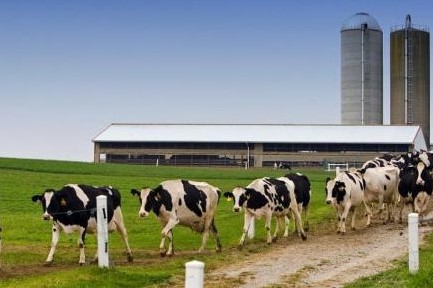 NLP Logix Introduces Big Data to Big Dairy